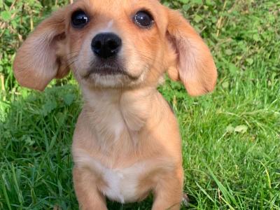 Pembroke Corgi x Cavalier King Charles puppies in Wexford