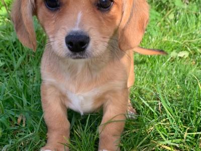 Pembroke Corgi x Cavalier King Charles puppies in Wexford