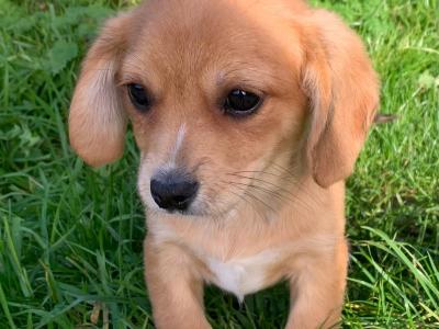 Pembroke Corgi x Cavalier King Charles puppies in Wexford