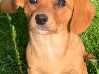 Pembroke Corgi x Cavalier King Charles puppies in Wexford