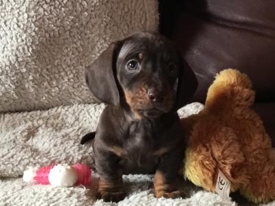 Pra clear IKC Registered(pending) Miniature Smooth Dachshund pups