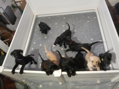 Purebred Labrador puppies in Mayo