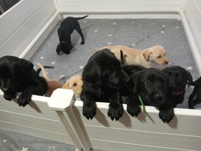 Purebred Labrador puppies in Mayo