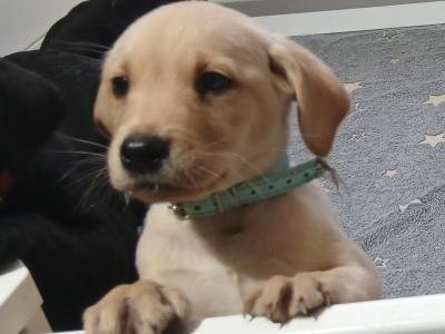 Purebred Labrador puppies in Mayo