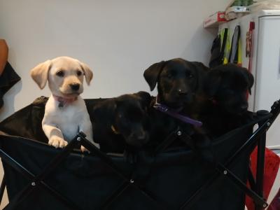 Purebred Labrador puppies in Mayo