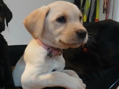 Purebred Labrador puppies in Mayo