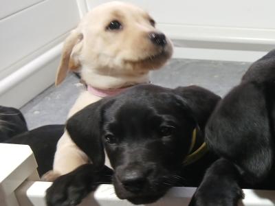Purebred Labrador puppies in Mayo