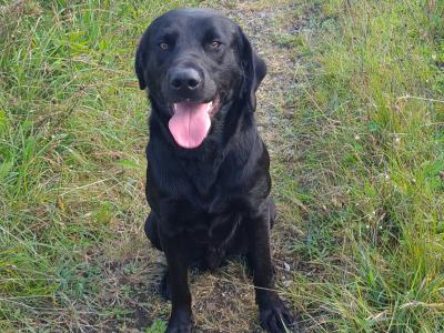Purebred Labrador puppies in Mayo