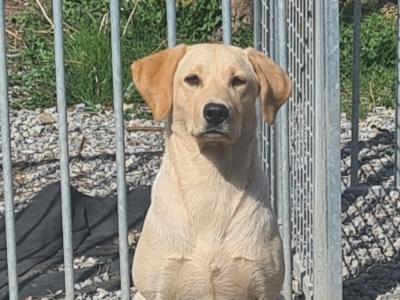 Purebred Labrador puppies in Mayo