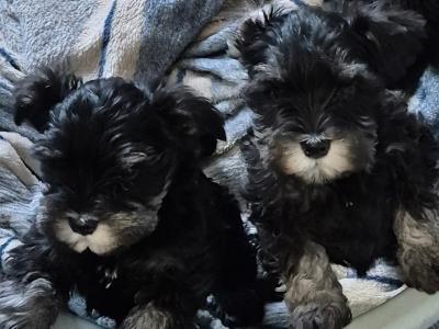 Miniature Schnauzer puppies in Cork.