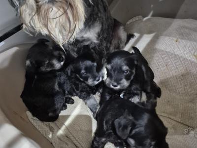 Miniature Schnauzer puppies in Cork.