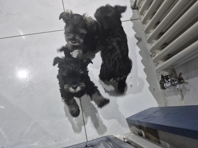 Miniature Schnauzer puppies in Cork.