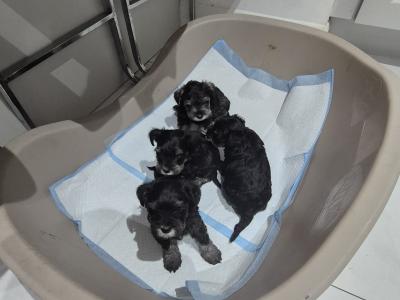 Miniature Schnauzer puppies in Cork.