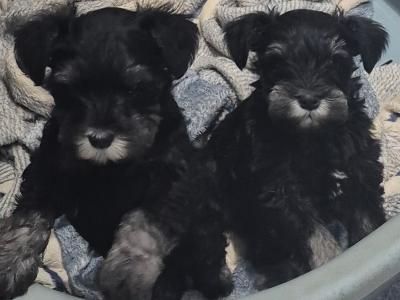 Miniature Schnauzer puppies in Cork.
