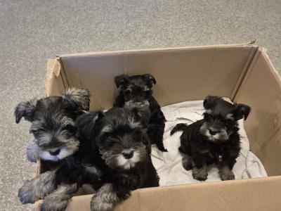 Miniature Schnauzer puppies in Cork.