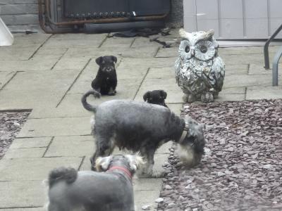 Miniature Schnauzer puppies in Cork.