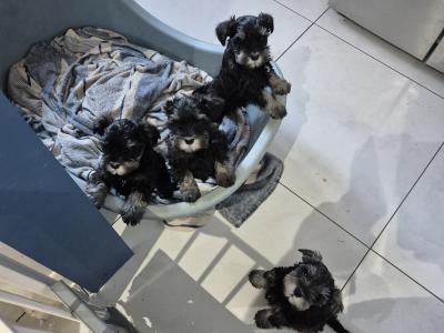 Miniature Schnauzer puppies in Cork.