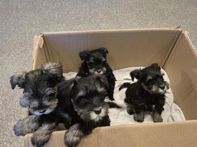 Miniature Schnauzer puppies in Cork.