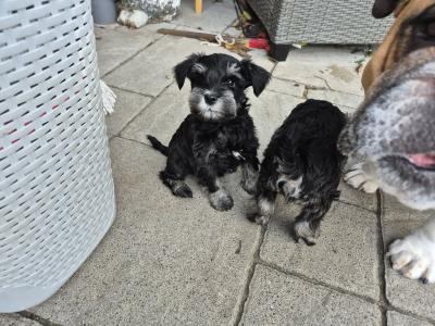 Miniature Schnauzer puppies in Cork.
