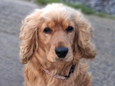 Female Cocker Spaniel dog in Roscommon looking for a new Family
