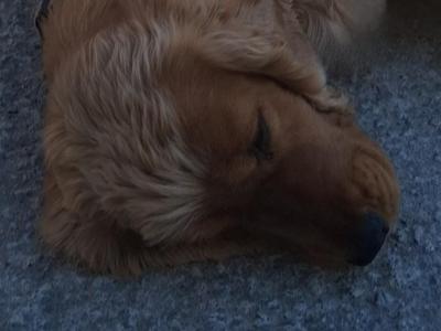 Female Cocker Spaniel dog in Roscommon looking for a new Family