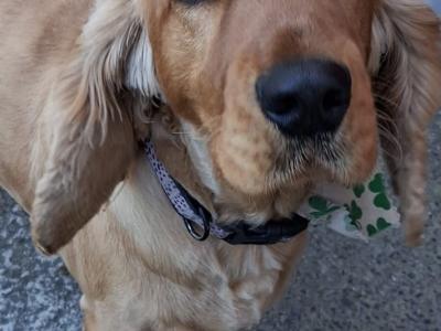 Female Cocker Spaniel dog in Roscommon looking for a new Family