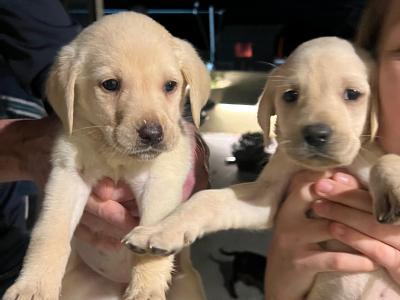 IKC Registered Labrador puppies pedigree lineage in Wexford