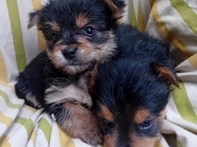 Miniature Yorkshire Terrier puppies in Wexford