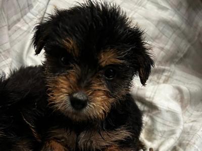 Miniature Yorkshire Terrier puppies in Wexford