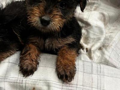 Miniature Yorkshire Terrier puppies in Wexford