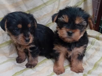 Miniature Yorkshire Terrier puppies in Wexford