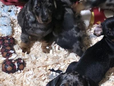 Miniature Smooth-haired Dachshund puppies in Tipperary