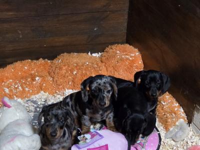 Miniature Smooth-haired Dachshund puppies in Tipperary