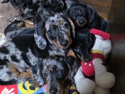Miniature Smooth-haired Dachshund puppies in Tipperary