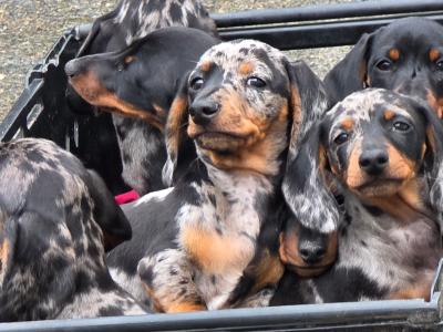 Miniature Smooth-haired Dachshund puppies in Tipperary
