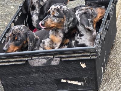 Miniature Smooth-haired Dachshund puppies in Tipperary