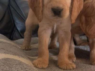 Beautiful Black and Golden Cocker Spaniel puppies for sale in Cork