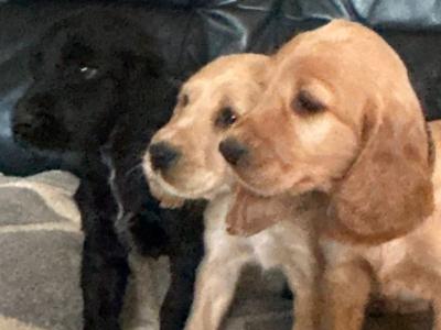 Beautiful Black and Golden Cocker Spaniel puppies for sale in Cork