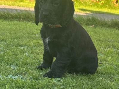 Beautiful Black and Golden Cocker Spaniel puppies for sale in Cork