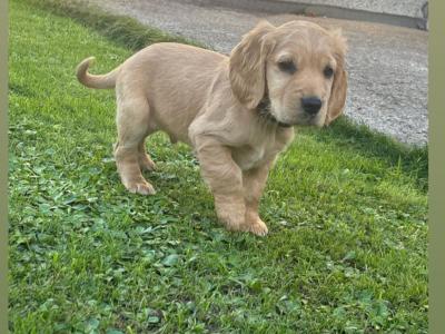 Beautiful Black and Golden Cocker Spaniel puppies for sale in Cork