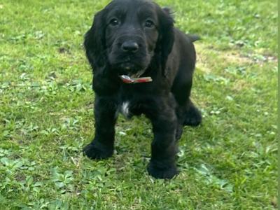Beautiful Black and Golden Cocker Spaniel puppies for sale in Cork