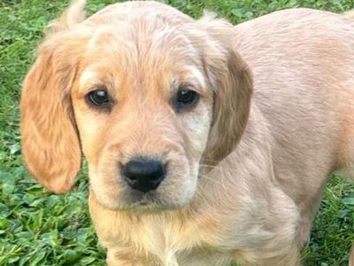 Beautiful Black and Golden Cocker Spaniel puppies for sale in Cork