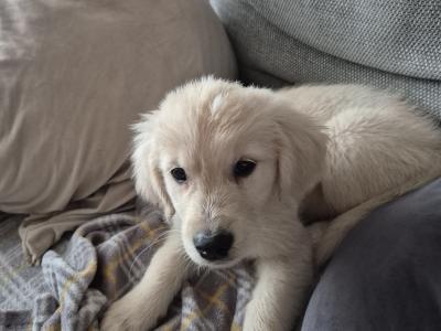 Beautiful female Golden Retriever puppy in Wicklow with all the essentials