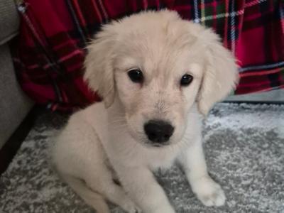 Beautiful IKC Registered(pending) female Golden Retriever puppy in Wicklow with all the essentials