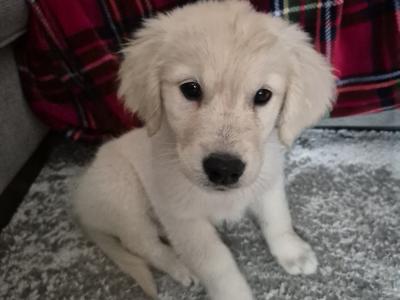 Beautiful female Golden Retriever puppy in Wicklow with all the essentials
