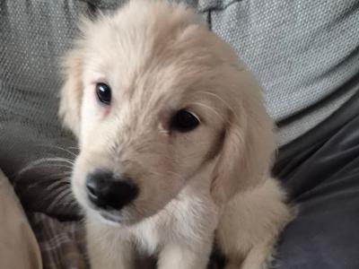 Beautiful female Golden Retriever puppy in Wicklow with all the essentials