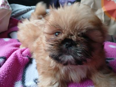 Pekingese puppies ....400..