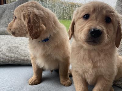 IKC Registered(pending) Golden Retriever puppies in Kildare