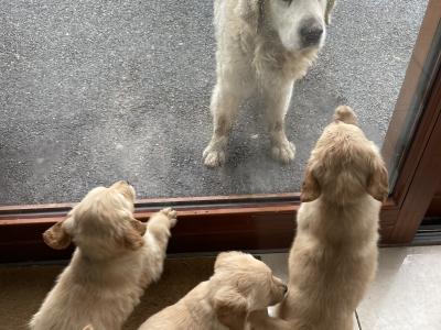 IKC Registered(pending) Golden Retriever puppies in Kildare