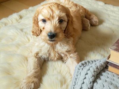 Miniature Cockapoo puppies in Galway